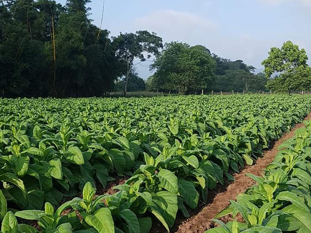 Plantación joven de tabaco